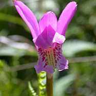 Wild Flower