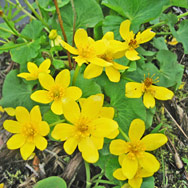 Wild Flowers