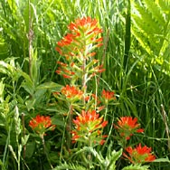Wild Flowers