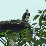Wetland Migration