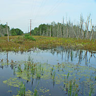 Wetland determination and delineation.